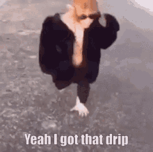 PFP Gif